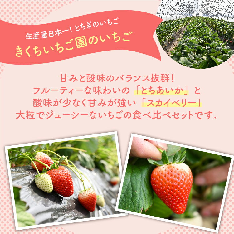【ふるさと納税】《数量限定》いちご厳選！さくら市産 とちあいか・スカイベリー食べ比べセット（290g×4パック） ｜いちご イチゴ 苺 先行予約 栃木県 果物 フルーツ とちあいか スカイベリー 新鮮 贈答 ギフト 高級 食べ比べ ※2026年1月中旬～3月下旬頃に順次発送予定 サムネイル2