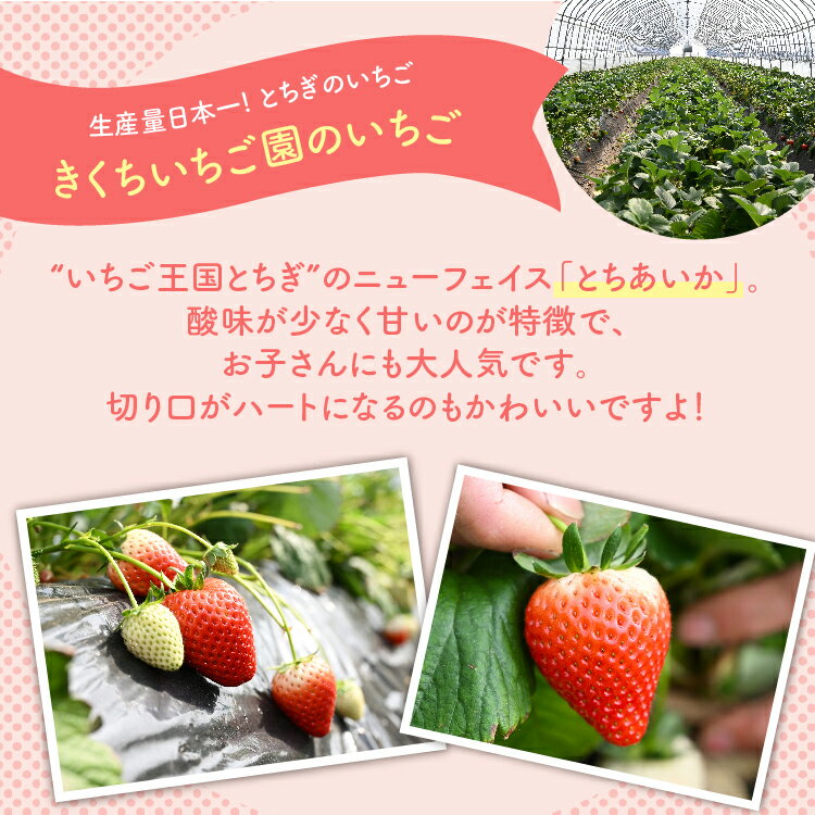 【ふるさと納税】＼選べる内容量／《数量限定》【先行予約】いちご 厳選！さくら市産 とちあいか 290g×2パック・290g×4パック ※2026年1月中旬～3月下旬頃に順次発送予定 サムネイル2