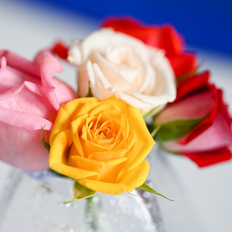 【ふるさと納税】『美を食す』 Nobel Rose 生花MIX 5輪｜通年出荷 食用バラ 薔薇 - 画像3