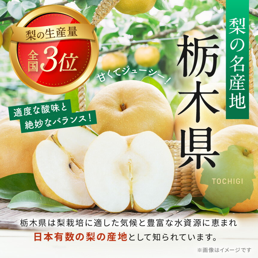 【ふるさと納税】【先行予約】梨 豊水 3kg | 豊水 梨 なし フルーツ 甘い みずみずしい 果実 果物 新鮮 お土産 贈り物 旬の果物 【2026年9月より順次発送】 栃木県 下野市 サムネイル3