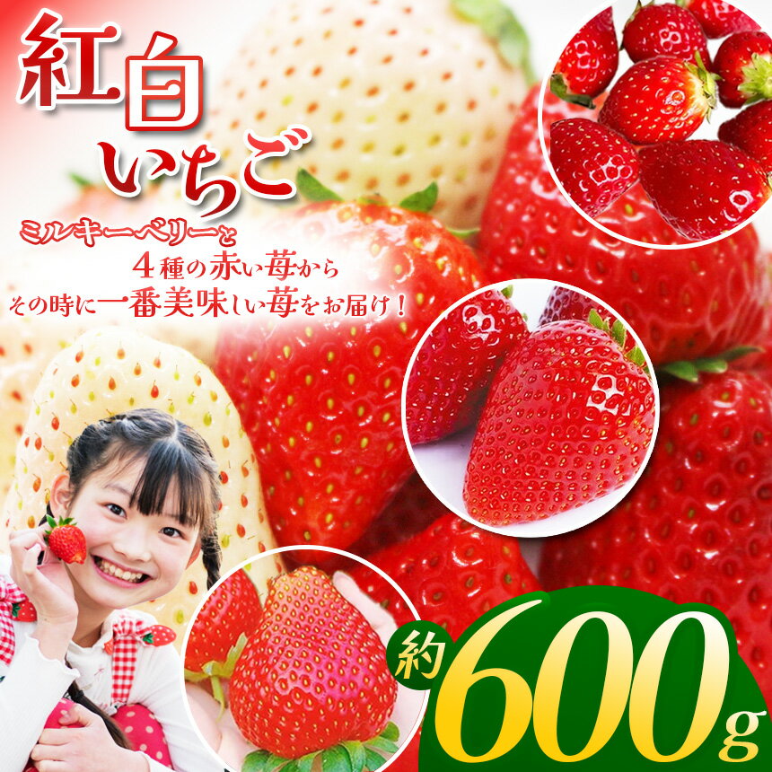 【先行予約】 何度も食べたくなる！ 高級 紅白 いちご 食べ比べセット | いちご イチゴ フルーツ 果物 旬 とちあいか とちおとめ スカイベリー とちひめ ミルキーベリー 美味しい 食べ比べ 特産品 ふるさと 納税 送料無料 栃木県 下野市