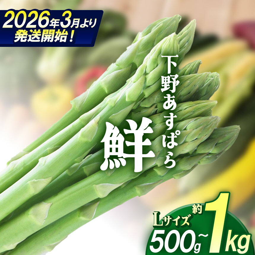 アスパラ 下野あすぱら『鮮』 Lサイズ 500g 1kg【先行予約】 | アスパラ 極太アスパラ アスパラガス 新鮮 野菜 選べる内容量 旬野菜 春野菜 とれたて 春 人気 送料無料 栃木県 下野市