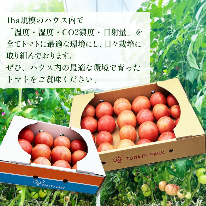 【ふるさと納税】トマト 約2kg～4kg 株式会社 誠和が作るトマト | とまと 野菜 選べる内容量 旬野菜 とれたて 冬 春 人気 フレッシュ みずみずしい 甘み うまみ ほどよい酸味 彩り サラダ向き ジューシー 季節の味 とれたて 新鮮 国産 完熟 旬 送料無料 栃木県 下野市 - 画像2