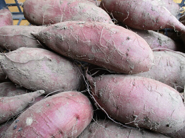 【ふるさと納税】＼なめらかしっとり系／山崎観光農園のシルクスイート 約6kg｜栃木県 益子町 ふるさと納税 里山 熟成 さつまいも 糖化熟成さつまいも シルクスイート プレミアム 蜜芋 (AU001-3) - 画像2