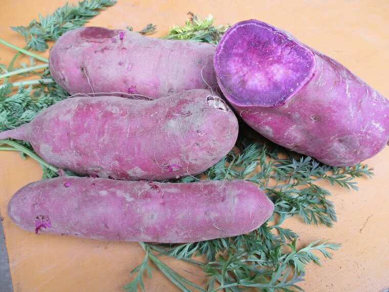 【ふるさと納税】＼彩り豊かでヘルシーな甘み／山崎観光農園のパープルスイートロード 約6kg｜栃木県 益子町 ふるさと納税 熟成 さつまいも 芋 サツマイモ パープルスイートロード 6kg (AU041) - 画像2