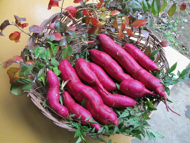【ふるさと納税】＼王道のホクホク系／山崎観光農園の紅あずま 約6kg｜栃木県 益子町 ふるさと納税 里山 熟成 さつまいも 糖化熟成さつまいも 紅あずま プレミアム 蜜芋（AU001-1） - 画像3