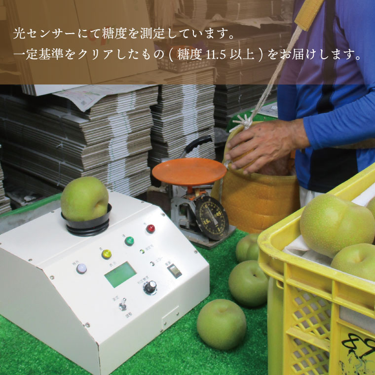 【ふるさと納税】【順次配送】【数量限定】仁平果樹園の梨 「にっこり」5kg (5個～12個) (10月上旬より順次配送) | 果物 新鮮 フルーツ ギフト 梨 ナシ 益子町産梨 甘い あまい 糖度11.5以上 糖度保証 果汁 果肉 栃木県 益子町 (DB005) サムネイル3