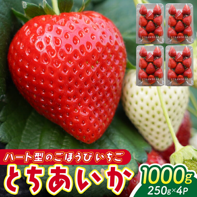 【2026年1月発送開始】【先行予約】ハート型のご褒美いちご とちあいか 合計1kg (250g×4パック) | 栃木県 ふるさと納税 いちご イチゴ 苺 果物 フルーツ とちあいか 熟成 ご褒美 ハート型 こだわり (DS001)