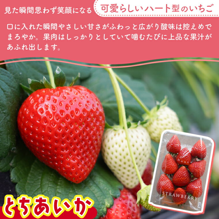 【ふるさと納税】【2026年1月発送開始】【先行予約】ハート型のご褒美いちご とちあいか 合計1kg (250g×4パック) | 栃木県 ふるさと納税 いちご イチゴ 苺 果物 フルーツ とちあいか 熟成 ご褒美 ハート型 こだわり (DS001) サムネイル2