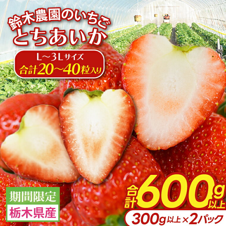 【ふるさと納税】【選べる粒サイズ】鈴木農園のいちご とちあいか 約300g以上×2パック｜栃木県 益子町 ふるさと納税 大きい いちご イチゴ 苺 ハート型 果物 フルーツ とちあいか 人気 600g以上 3Lサイズ以上 / L ～3Lサイズ (DJ002/003) - 画像3