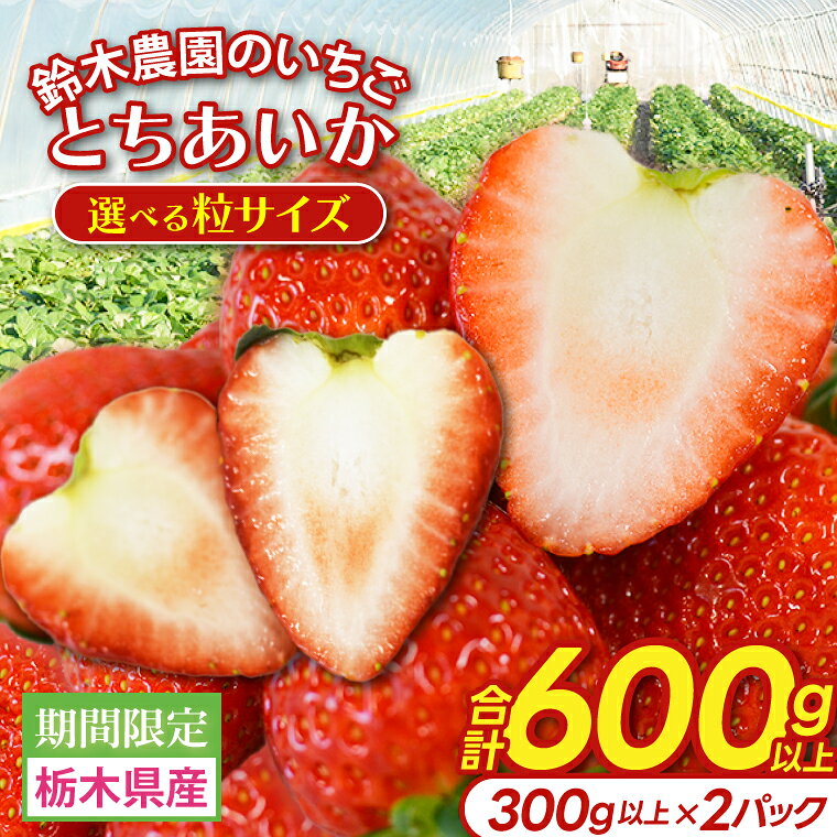【選べる粒サイズ】鈴木農園のいちご とちあいか 約300g以上×2パック｜栃木県 益子町 ふるさと納税 大きい いちご イチゴ 苺 ハート型 果物 フルーツ とちあいか 人気 600g以上 3Lサイズ以上 / L ～3Lサイズ (DJ002/003)