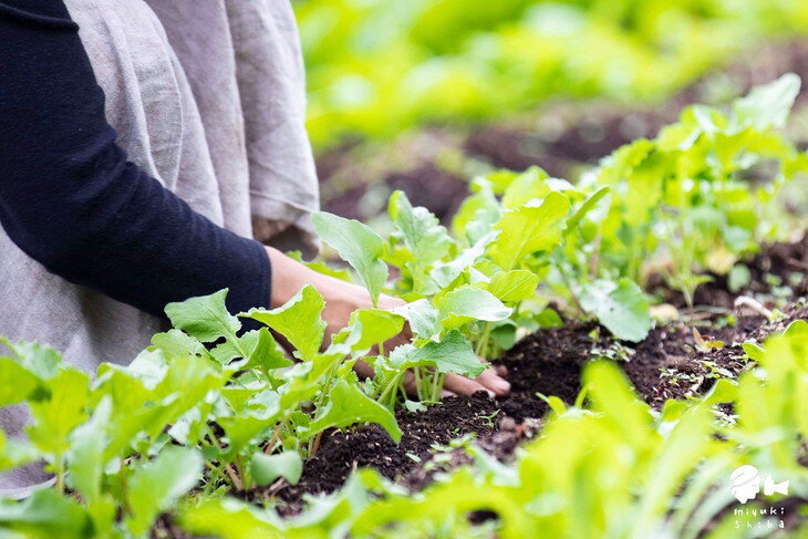 【ふるさと納税】わたね　季節の里山旬菜詰め合わせBOX（計8品）≪ギフト セット 野菜 無農薬 グルメ≫※着日指定不可 - 画像2