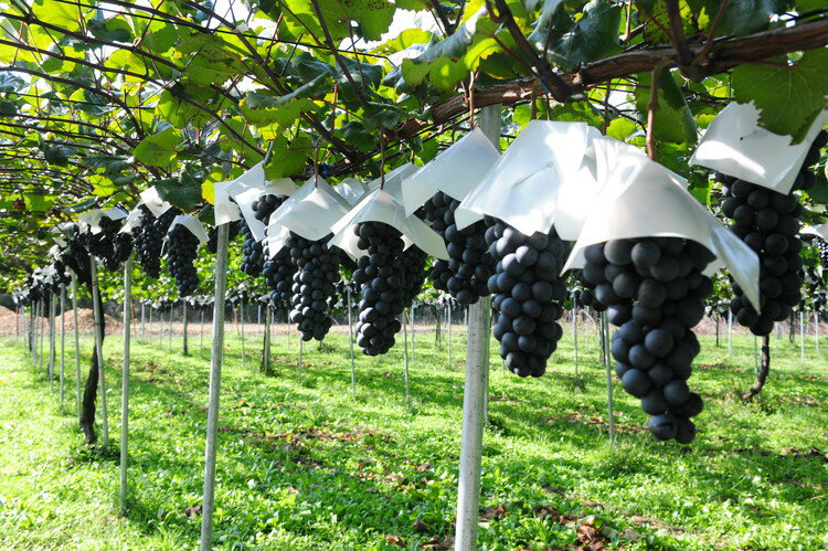 【ふるさと納税】PrivateReserve ROUGE 2021 2本|日本産 ワイン 赤ワイン 辛口 ミディアムボディ 国産ワイン ギフト プレゼント 贈答用 バレンタインデー 母の日 父の日 お中元 お歳暮※着日指定不可 サムネイル3