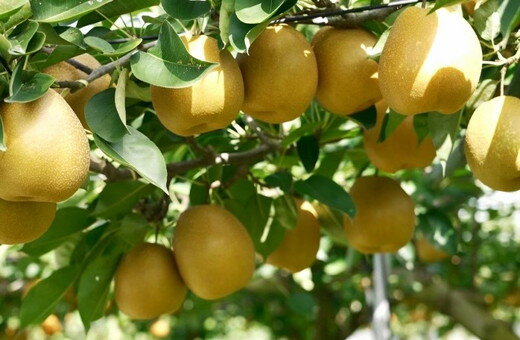 【ふるさと納税】【先行予約】栃木県芳賀町産「王秋」約5kg | 梨 なし 果物 フルーツ 秋の味覚 産地直送 期間限定 季節限定 季節商品 送料無料 国産 栃木県 芳賀町 ※2025年10月下旬～11月中旬頃に順次発送予定 ※離島への配送不可 サムネイル2