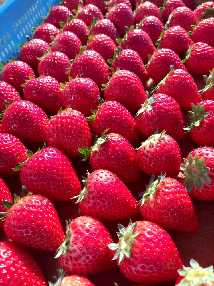 【ふるさと納税】＼選べるパック数／【先行予約】栃木県芳賀町産いちご とちあいか290g(7～12粒) | 果物 フルーツ いちご 苺 イチゴ とちあいか ブランド 期間限定 季節限定 旬 国産※2026年1月上旬～4月下旬頃に順次発送予定 サムネイル2