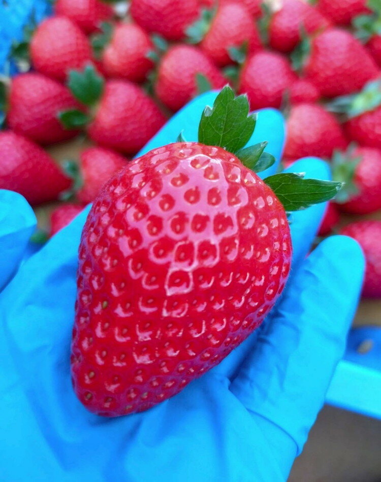 【ふるさと納税】＼選べるパック数／【先行予約】栃木県芳賀町産いちご とちあいか290g(7～12粒) | 果物 フルーツ いちご 苺 イチゴ とちあいか ブランド 期間限定 季節限定 旬 国産※2026年1月上旬～4月下旬頃に順次発送予定 サムネイル3