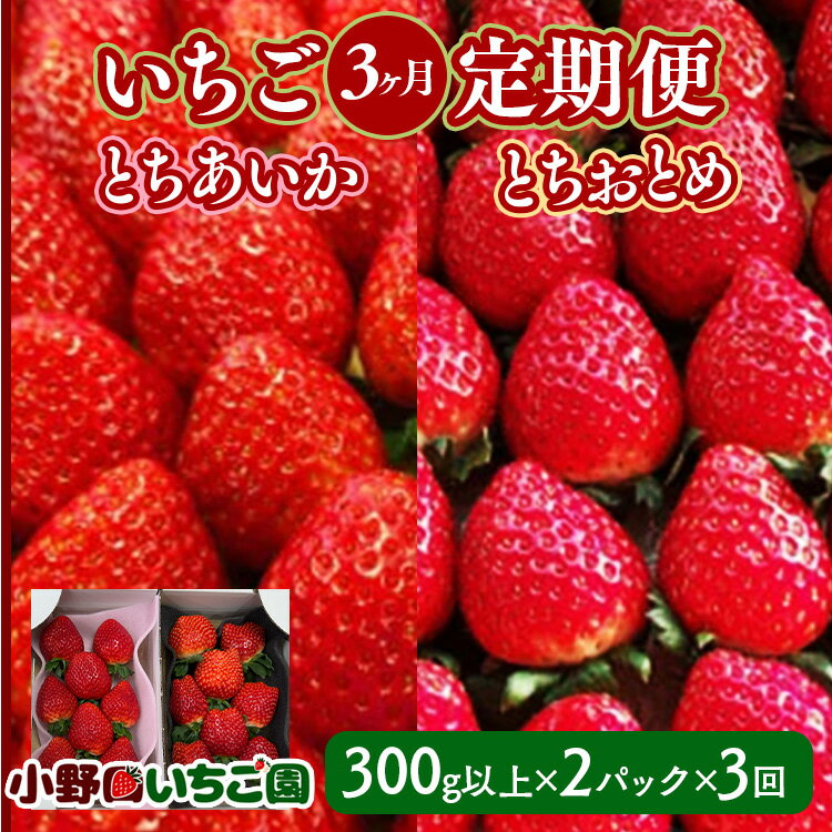 【定期便】＜いちご3ヶ月定期便＞先行受付 とちあいか とちおとめ 300g以上2パック計3回 | 完熟 朝摘み 苺 いちご イチゴ とちあいか とちおとめ 食べ比べ 果物 フルーツ 秀品 贈答 栃木県 壬生町 産地直送 ※2026年1月上旬頃より順次発送予定
