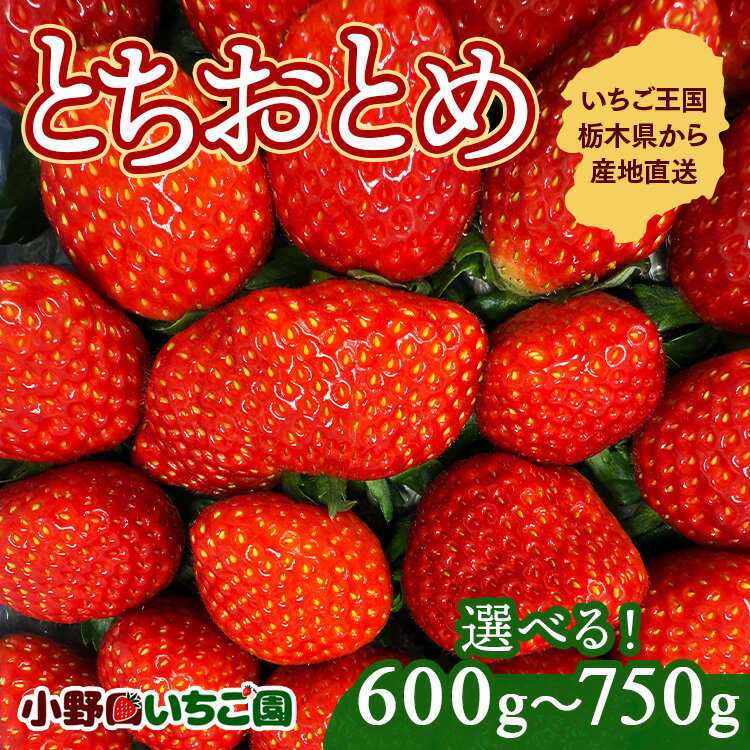 【先行予約】【選べる】栃木県産 とちおとめ | 家庭用 完熟 苺 いちご イチゴ とちおとめ 果物 フルーツ 秀品 贈答 栃木県 壬生町 産地直送 ※2025年12月中旬頃より順次発送予定