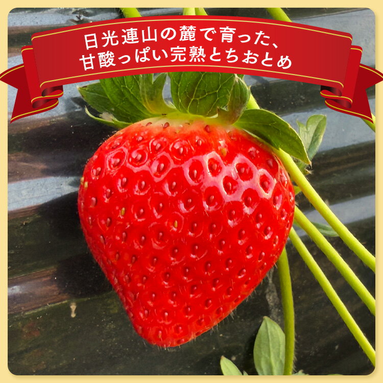 【ふるさと納税】【先行予約】【選べる】栃木県産 とちおとめ | 家庭用 完熟 苺 いちご イチゴ とちおとめ 果物 フルーツ 秀品 贈答 栃木県 壬生町 産地直送 ※2025年12月中旬頃より順次発送予定 - 画像2
