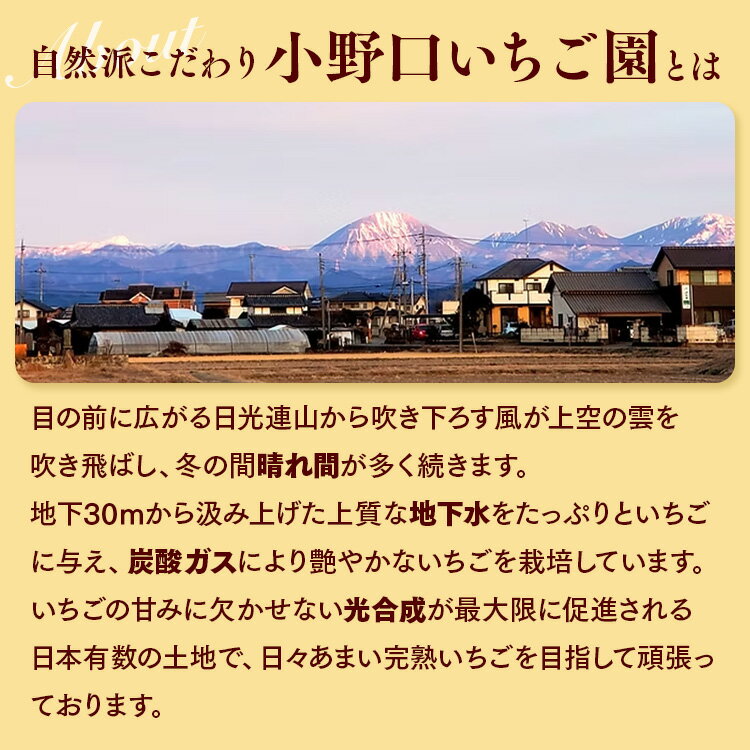 【ふるさと納税】【先行予約】【選べる】栃木県産 とちおとめ | 家庭用 完熟 苺 いちご イチゴ とちおとめ 果物 フルーツ 秀品 贈答 栃木県 壬生町 産地直送 ※2025年12月中旬頃より順次発送予定 - 画像3