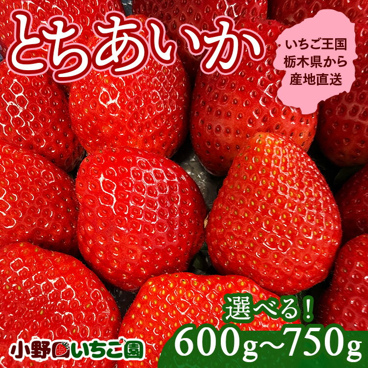 【先行予約】【選べる】栃木県産 とちあいか ｜ 家庭用 完熟 朝摘み 苺 いちご イチゴ とちあいか 果物 フルーツ 秀品 栃木県 壬生町 産地直送 ※2025年11月中旬頃より順次発送予定 ※離島への配送不可