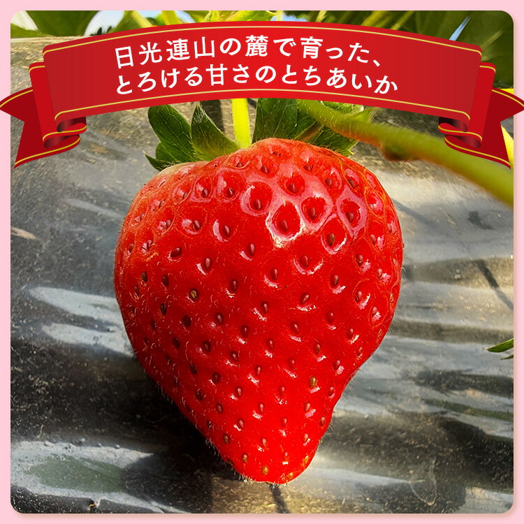 【ふるさと納税】【先行予約】【選べる】栃木県産 とちあいか ｜ 家庭用 完熟 朝摘み 苺 いちご イチゴ とちあいか 果物 フルーツ 秀品 栃木県 壬生町 産地直送 ※2025年11月中旬頃より順次発送予定 ※離島への配送不可 サムネイル2