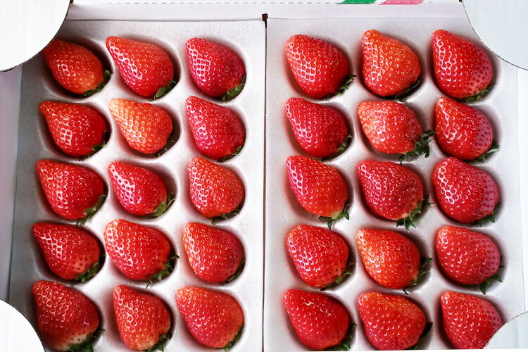 【ふるさと納税】＜いちご3か月定期便＞栃木県産とちおとめ 320g×2パック 3Lサイズ 3回 | 栃木県 壬生町 いちご 苺 イチゴ とちおとめ フルーツ 果物 新鮮 平積み 産地直送 2026年1月 2月 3月 ※2026年1月中旬頃より順次発送予定 ※離島への配送不可 サムネイル2