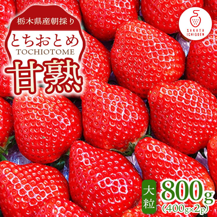 栃木県産朝採り甘熟とちおとめ12～18粒の大粒を2パックでお届け400g×2p ｜ とちおとめ いちご 苺 栃木県 果物 フルーツ ※北海道・沖縄・離島への配送不可 ※2026年1月上旬～4月中旬頃に順次発送予定