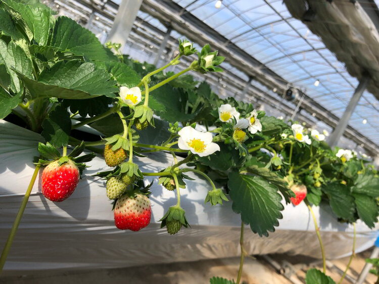 【ふるさと納税】栃木県産朝採り甘熟とちおとめ12～18粒の大粒を2パックでお届け400g×2p ｜ とちおとめ いちご 苺 栃木県 果物 フルーツ ※北海道・沖縄・離島への配送不可 ※2026年1月上旬～4月中旬頃に順次発送予定 サムネイル3