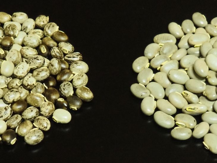 【ふるさと納税】ムクナ豆（八升豆）生豆500g 　ムクナ豆（FVB）生豆500g 〔D-48〕 - 画像2