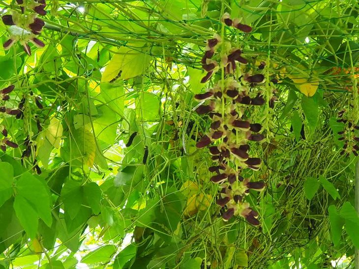 【ふるさと納税】ムクナ豆（八升豆）生豆500g 　ムクナ豆（FVB）生豆500g 〔D-48〕 - 画像3