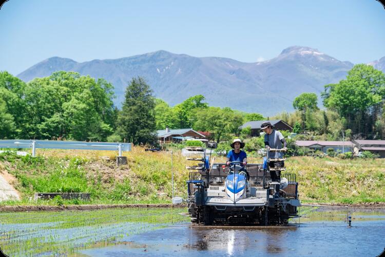 【ふるさと納税】＼選べる容量／【令和7年産】もっちり那須米 コシヒカリ 5kg～30kg | こしひかり 米 お米 コメ こめ 精米 もっちり感 甘み ツヤ 国産 那須 栃木県 那須町 ※2025年10月下旬頃より順次発送予定 - 画像3