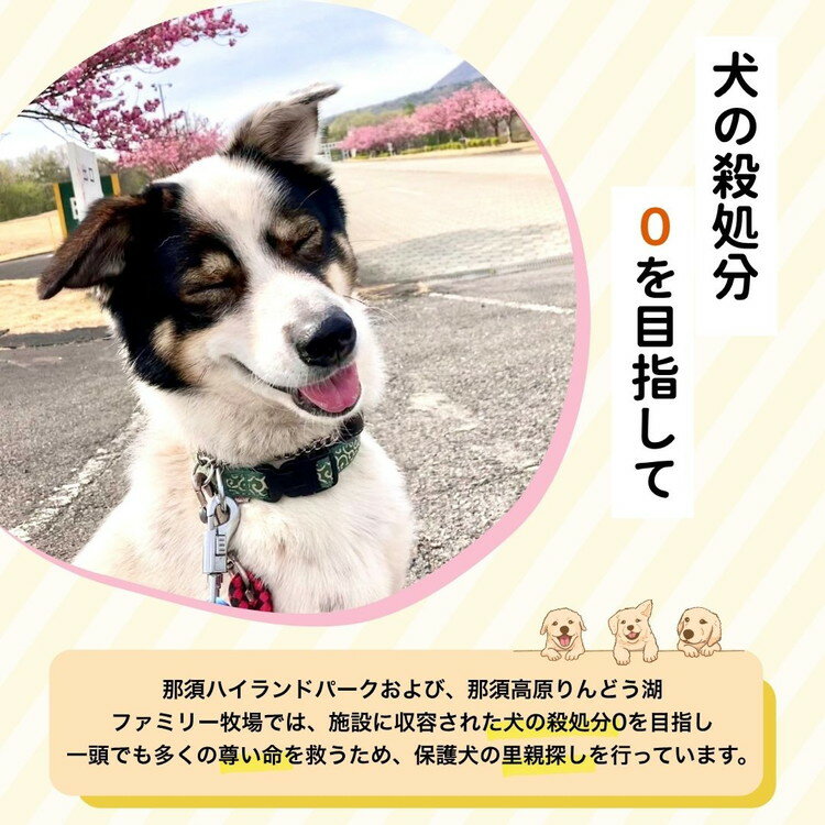 【ふるさと納税】【選べるカラー】【活動応援】那須ハイ＆りんどう湖　SOS保護犬活動　オリジナルトートバッグ〔P-355〕｜ 保護犬 トート バッグ 日用品 雑貨 支援 動物愛護 応援 地域応援 愛犬 愛犬家 動物 ペット 社会貢献 保護活動 那須 栃木県 那須町 サムネイル3