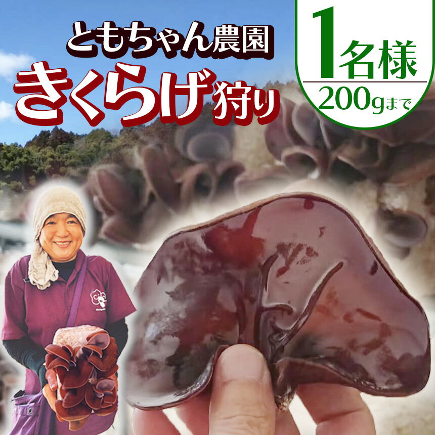【2026年先行予約】人気急上昇 きくらげ狩り1名様 ともちゃん農園 | きくらげ 体験 きくらげ狩り 持ち帰り可 食物繊維 鉄分 カルシウム ビタミンD カリウム アミノ酸 低カロリー ダイエット中でも安心 高血圧予防 ふるさと 納税栃木県 那珂川町