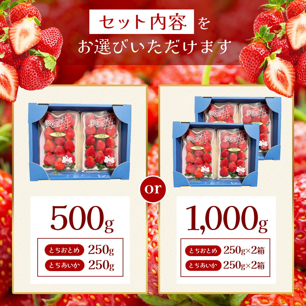 【栃木県共通返礼品】【ふるさと納税】【先行予約】【選べる内容量】 とちあいか＆とちおとめ 食べ比べ 500g～1000g| いちご とちあいか 大粒 新鮮 甘い 食べ比べ 数量 限定 美味しい 果物 共通返礼品 フルーツ デザート 栃木県 那珂川町 送料無料 サムネイル2