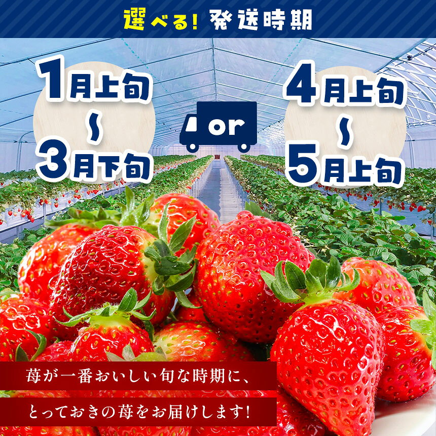 【ふるさと納税】【栃木県共通返礼品】【先行予約】選べる発送時期 とちあいか 約500g |訳あり いちご とちあいか ぎっしり 不揃い 大粒 甘い 数量 限定 果物 共通返礼品 フルーツ デザート 人気 ご褒美 贅沢 たっぷり 大容量 栃木県 那珂川町 送料無料 サムネイル2