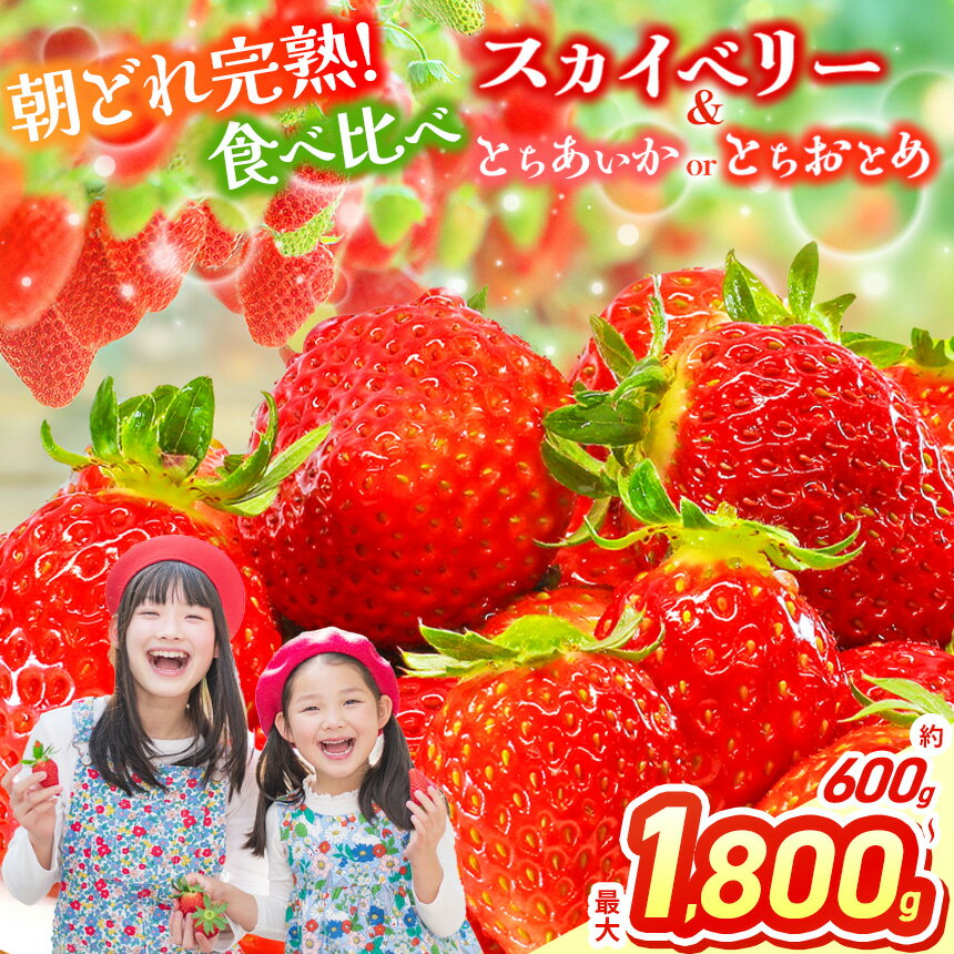 【2026年先行予約】スカイベリー＆とちあいか スカイベリー＆とちおとめ 食べ比べ 300g×2 2箱 3箱 | 果物 くだもの フルーツ 苺 イチゴ いちご とちあいか とちおとめ スカイベリー 食べ比べ 美味しい デザート 栃木県 那珂川町 送料無料 先行予約 選べる