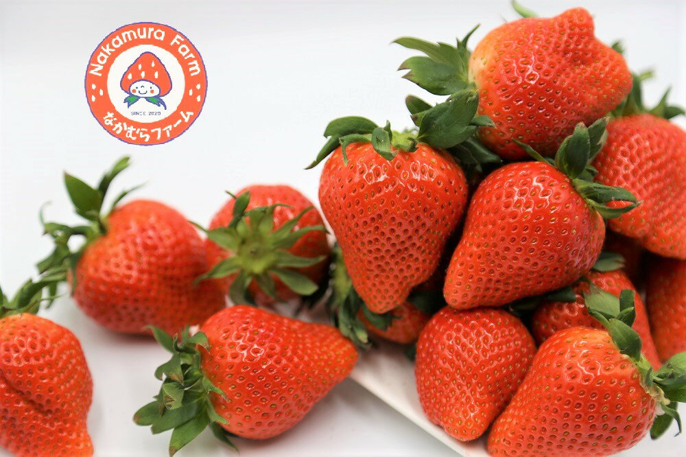 【ふるさと納税】いちご＜2026年 先行予約＞『やよいひめ』約800g【2025年群馬県いちご品評会入賞！】 サムネイル2