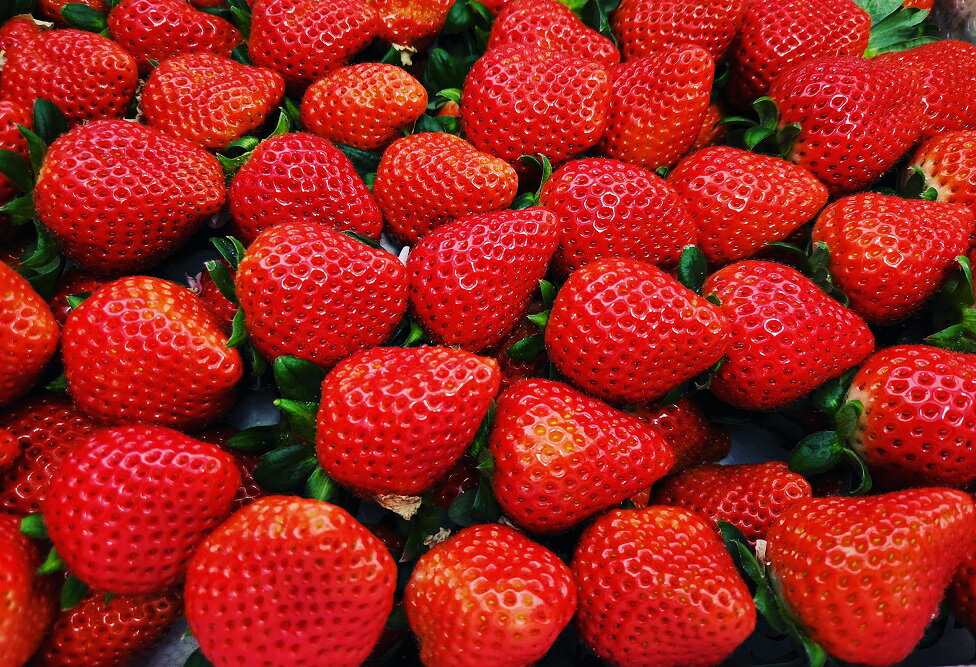 【ふるさと納税】＜2026年 先行予約＞いちご 2種食べ比べ 400g × 2パック 計800g ｜コク 甘み 朝採れ やよいひめ ななか 恋みのり あまおとめ あすかルビー 贈答用 新鮮 完熟 いちご 旬 苺 産地直送 果汁 あまい 人気 高評価 減農薬 美容 健康 旨味 高糖度 群馬県 前橋市 サムネイル3