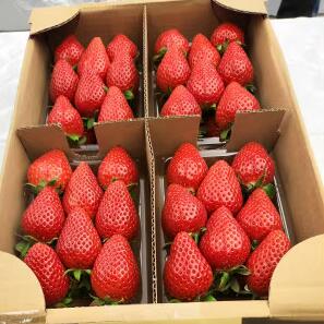 【ふるさと納税】＜2026年 先行予約＞やよいひめ 280g × 4パック｜コク 甘み 朝採れ やよいひめ 大粒 甘み 酸味 バランス 贈答用 新鮮 完熟 いちご 旬 苺 ストロベリー 産地直送 果汁 甘い あまい 人気 高評価 減農薬 美容 健康 旨味 高糖度 ごほうび 群馬県 前橋市 R5-80 サムネイル2