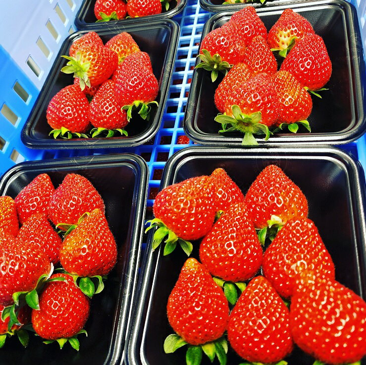 【ふるさと納税】【2026年 先行予約】やよいひめ 500g × 2パック 1kg | コク 甘み 朝採れ やよいひめ 大粒 甘み 酸味 バランス 贈答用 新鮮 完熟 いちご 旬 苺 ストロベリー 産地直送 果汁 甘い あまい 人気 高評価 減農薬 美容 健康 旨味 高糖度 ごほうび 群馬県 前橋市 サムネイル2