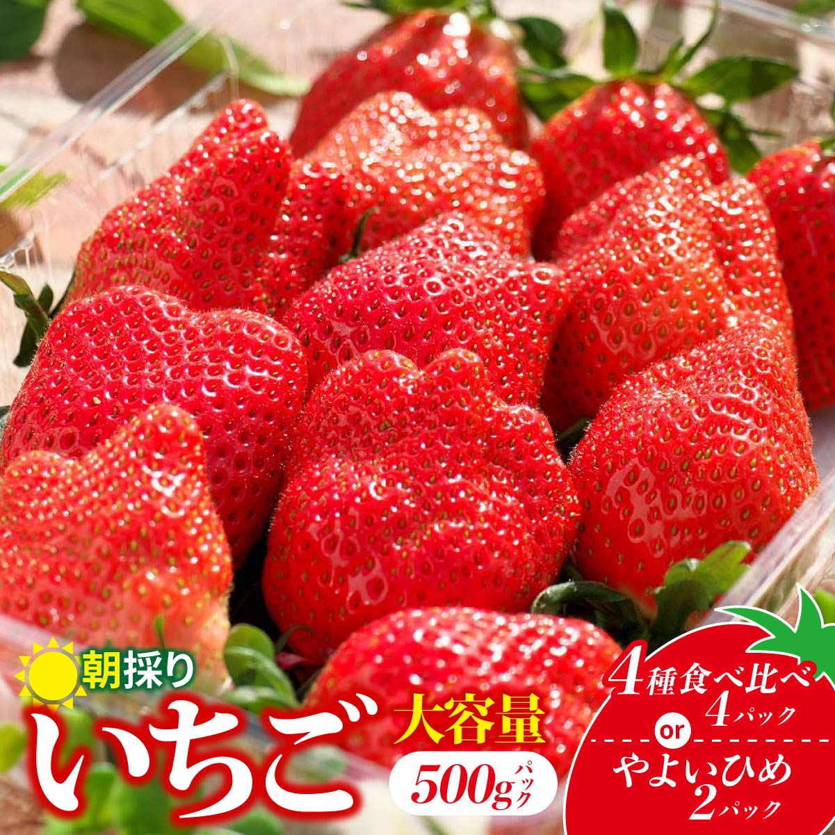 【先行予約：選べる内容】 やよいひめ 4種食べ比べ 500g 2パック 4パック | 朝採れ イチゴ 苺 高品質 たっぷり 新鮮 完熟 旬 高級 産地直送 甘い あまい 人気 高評価 高糖度 ごほうび プレゼント 朝採れ やよいひめ ななか 贈答用 群馬県 前橋市