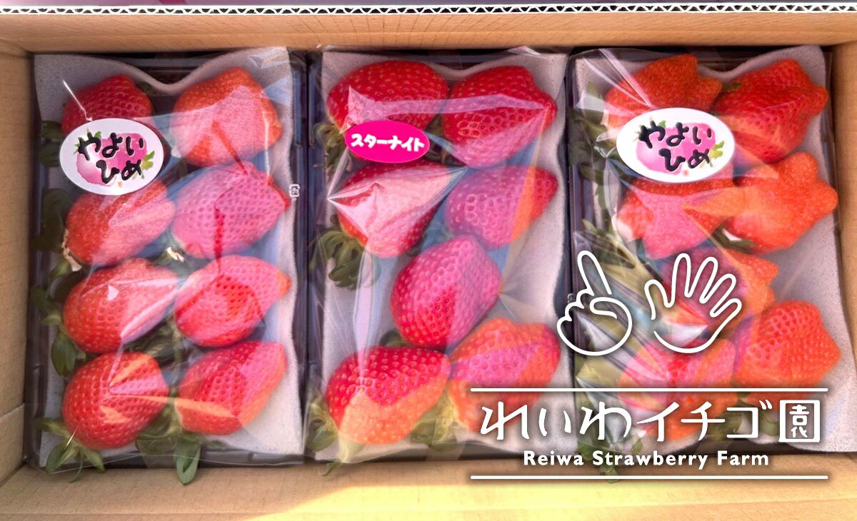 【ふるさと納税】＜2026年 先行予約＞やよいひめ おすすめいちご 320g×3トレー｜ 朝採れ やよいひめ たっぷり 贈答用 新鮮 特大 完熟 いちご 旬 苺 ストロベリー 高級 産地直送 果汁 甘い 人気 高評価 有機肥料 生産 生産量 産地 高糖度 プレゼント 群馬県 前橋市 R4-111 サムネイル3