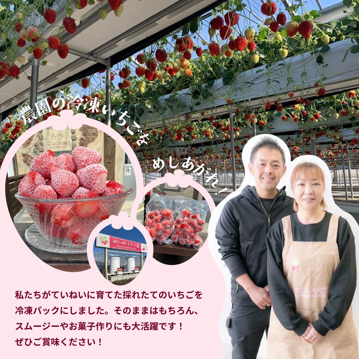 やよいひめ 冷凍いちご 2kg ｜ いちご やよいひめ 冷凍 小分け 大容量 スムージー アイス ジャム ひんやり 冷凍 群馬県産 れいわイチゴ園 ルックライン 群馬県 前橋市 サムネイル3