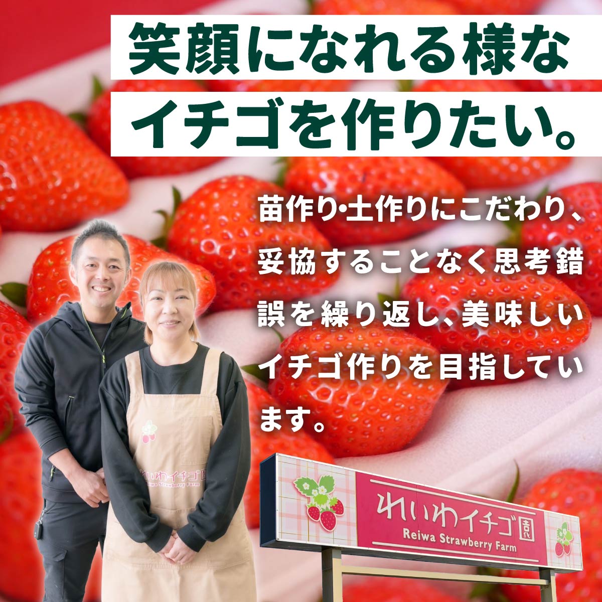 【ふるさと納税】いちご 選べる定期便 やよいひめ 800g | 朝採れ たっぷり 贈答用 新鮮 完熟 いちご 旬 苺 ストロベリー 高級 産地直送 果汁 甘い あまい 人気 高評価 減農薬 有機肥料 生産 生産量 産地 王国 高糖度 プレゼント 群馬県 前橋市 - 画像2