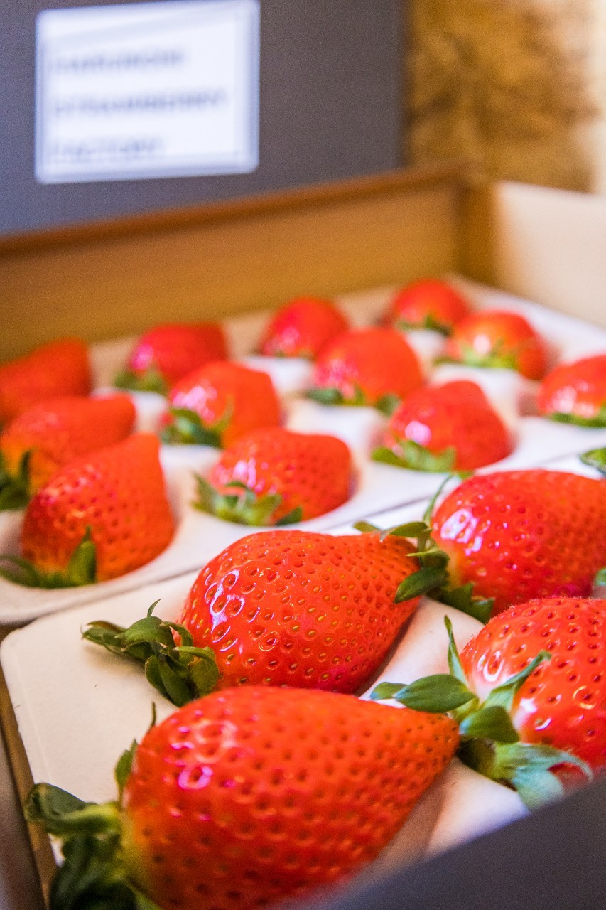 【ふるさと納税】 ＜2026年 先行予約＞大粒完熟　群馬県産いちご「やよいひめ」400g×2 約800g｜朝採れ やみつき やよいひめ 高品質 たっぷり 贈答用 新鮮 完熟 いちご 旬 苺 ストロベリー 高級 産地直送 果汁 甘い 人気 高評価 高糖度 プレゼント 群馬県 前橋市 サムネイル2