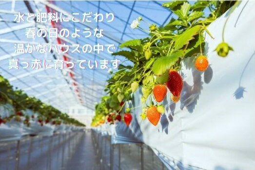 【ふるさと納税】 ＜2026年 先行予約＞大粒完熟　群馬県産いちご「やよいひめ」400g×2 約800g｜朝採れ やみつき やよいひめ 高品質 たっぷり 贈答用 新鮮 完熟 いちご 旬 苺 ストロベリー 高級 産地直送 果汁 甘い 人気 高評価 高糖度 プレゼント 群馬県 前橋市 サムネイル3