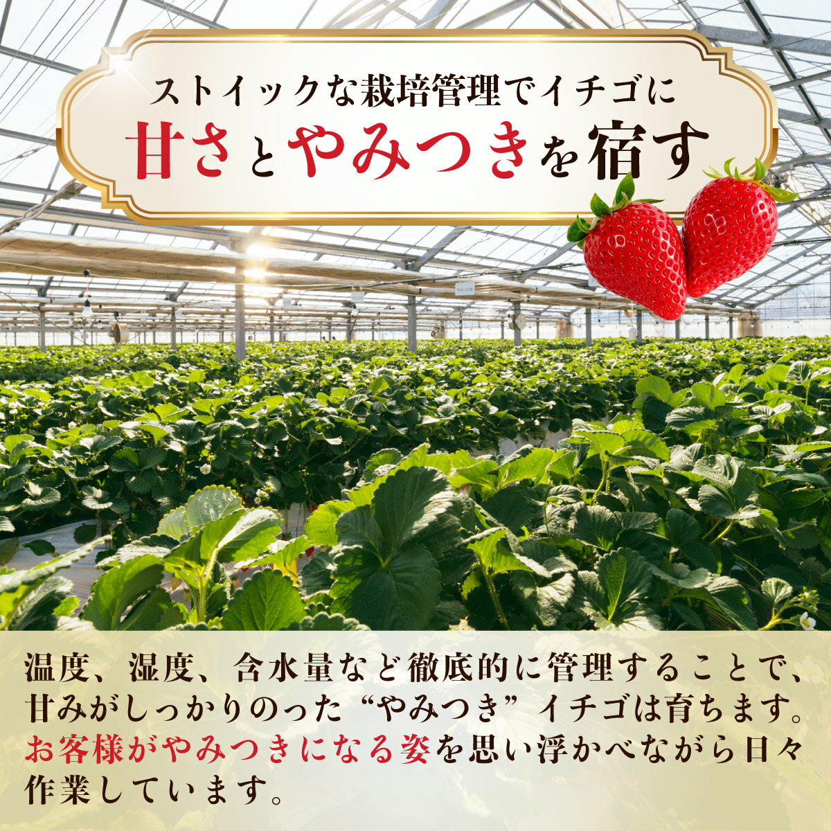 【ふるさと納税】いちご やよいひめ 選べる容量 定期便 約800g 群馬県いちご品評会最高金賞 | 人気 レビュー 高評価 高品質 贈答用 アフター保証 新鮮 完熟 いちご 旬 苺 ストロベリー 産地直送 甘い 人気 高評価 減農薬 有機肥料 高糖度 プレゼント 群馬県 前橋市 - 画像2