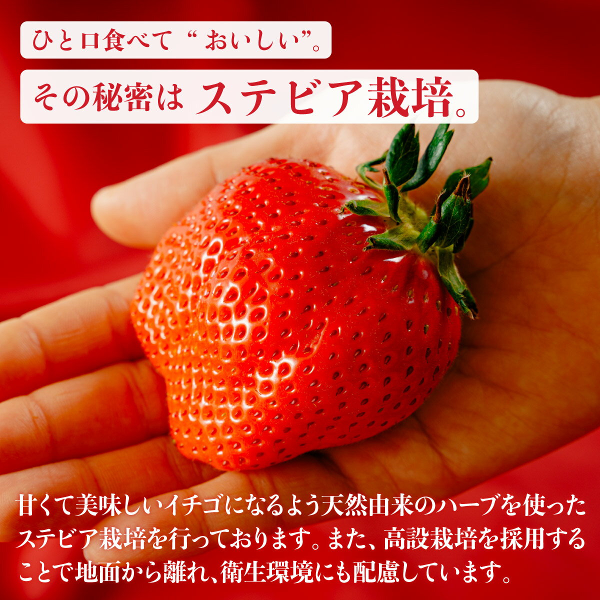 【ふるさと納税】いちご やよいひめ 選べる容量 定期便 約800g 群馬県いちご品評会最高金賞 | 人気 レビュー 高評価 高品質 贈答用 アフター保証 新鮮 完熟 いちご 旬 苺 ストロベリー 産地直送 甘い 人気 高評価 減農薬 有機肥料 高糖度 プレゼント 群馬県 前橋市 - 画像3