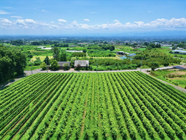 【ふるさと納税】　R6-1 赤ワイン「Nanroku2022」 1本｜日本ワイン フルボディ 国産ぶどう サムネイル2